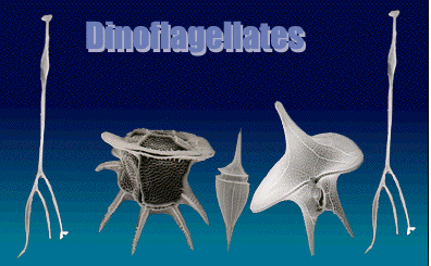 Phytoplankton (Dinoflagellate dan diatoms)